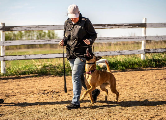 5 Essential Commands Every Dog Should Know - Avant Garde K9