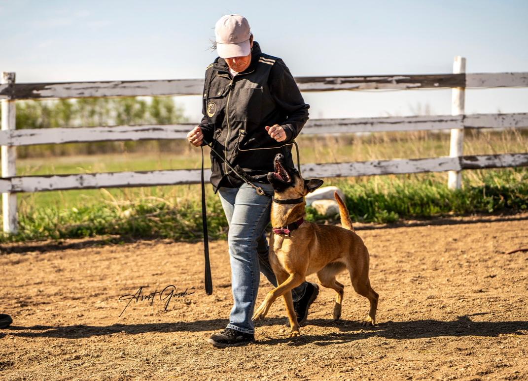 Private Dog Training Session (Online via Zoom) - Avant Garde K9