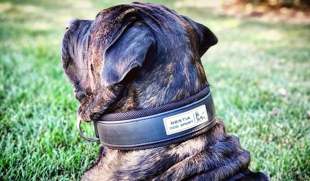 BESTIA DOG SPORT COLLAR - Avant Garde K9