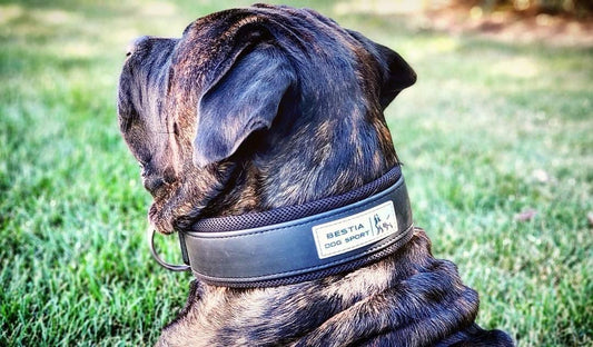 BESTIA DOG SPORT COLLAR - Avant Garde K9